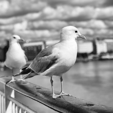 Seagulls in Helsink