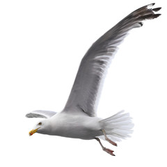 Flying sea gull © Roman Sigaev