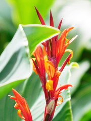 Red canna lily in sunshine.