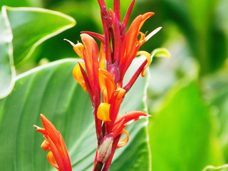 Red canna lily in sunshine.