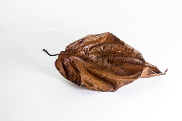 Dry leaf