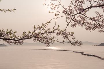 Fototapeta na wymiar cherry blossom with sunset at lake