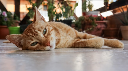 A cat lying on the floor.