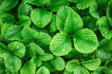 strawberry leaves background