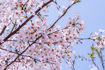 pink cherry blossom with blue sky