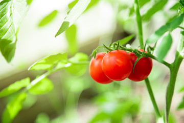 cherry tomatoes on a branch in greenhouse closeup. place for text