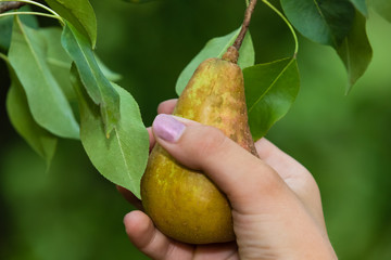 Pear Picking 