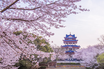 cherry blossom in Chinese traditional garden © Lindsey