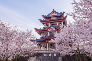 cherry blossom in Chinese traditional garden © Lindsey