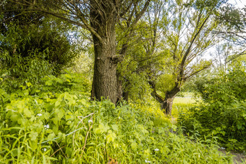 Lake in their autumn colors