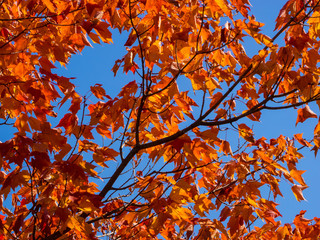 Orange fall leaves against a blue sky