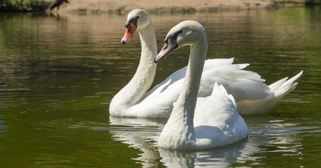 Swans swimming on the water in nature