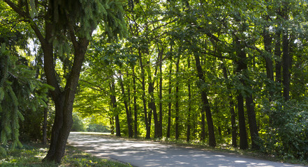 Alley in the old summer overgrown park