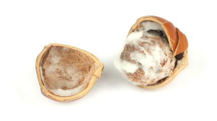 Cracked rotten hazelnut infected with mold isolated on white background