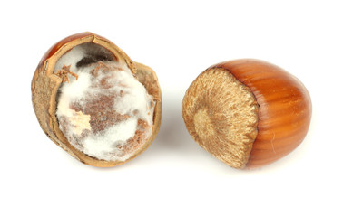 Cracked rotten hazelnut infected with mold isolated on white background
