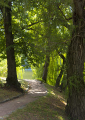 Fototapeta premium Alley in the old summer overgrown park
