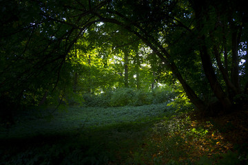 Fototapeta premium Alley in the old summer overgrown park