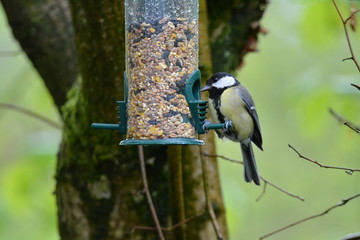 Obraz premium Great Tit