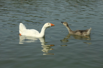 geese on river