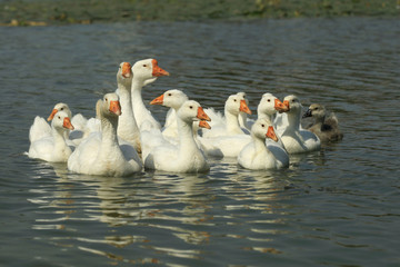 geese on river
