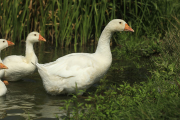 geese on river