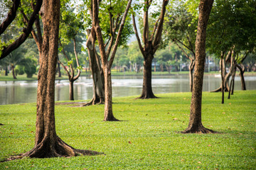Summer scene of city park background. Relaxing and clean greenery landscape.