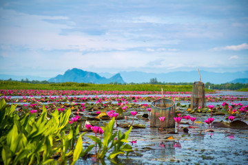  Colorful view of pink lotus in Thale Noi, Phatthalung, Thailand. Lotus and fish trap with mountain background on sunny day.