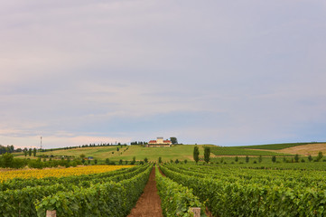 Vineyards in Croatia.