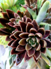 Fototapeta premium Red succulents plants close up