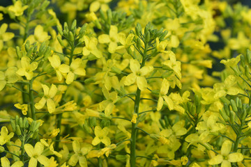 Fototapeta na wymiar Broccoli yellow flowers