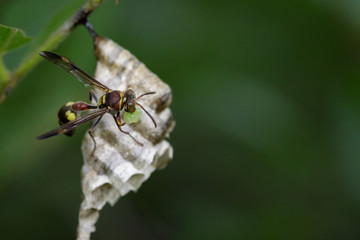 Image of a small brown paper wasp (Ropalidia revolutionalis) and wasp nest on nature background. Insect Animal