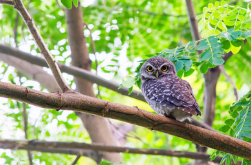 Spotted Owlet