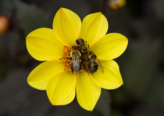 Bees on a flower