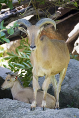 Image of a mountain goats standing on a rock. Wild Animals.