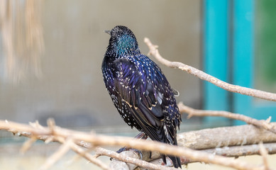 Common starling, also known as the European starling