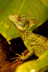 Portrait Stirnlappenbasilisk