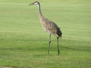 red capped crane