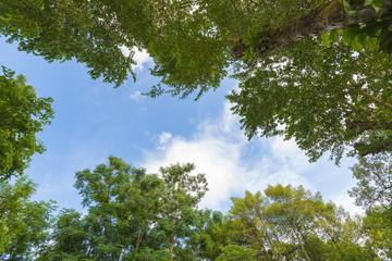 Tree frame on blue sky. Copy space