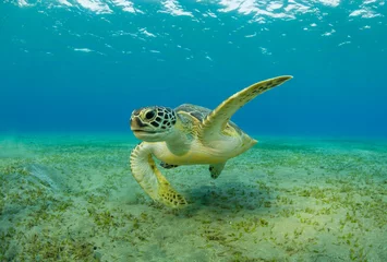 Fototapeten Echte Karettschildkröte, die Seegras vom sandigen Boden frisst © Jag_cz