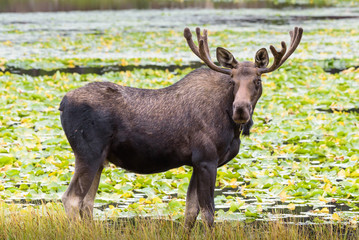 Bull Moose in Lake - Shiras Moose of The Colorado Rocky Mountains