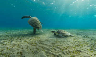 Hawksbill turtles playing together on sandy sea bottom