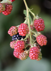organic  blackberries
