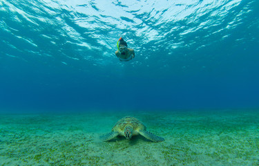 Obraz premium Snorkeling woman with hawksbill turtle, underwater photography.