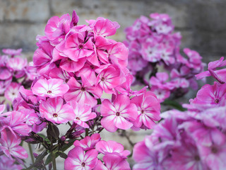 Autumn Phlox. Phlox pattern. Phlox flower plants in the garden.
