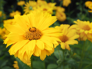 Yellow flowers of heliopsis closeup. Summer and autumn flowers.
