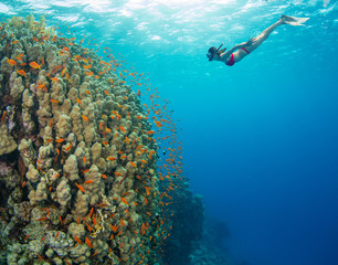Naklejka na ściany i meble Snorkeling woman exploring beautiful ocean sealife, underwater photography.