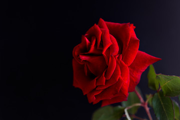 Rose on a two-color black and blue background