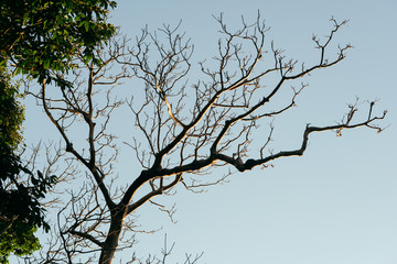 Tree, dry firewood