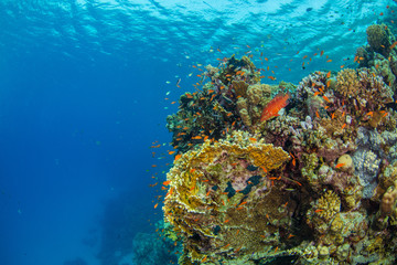 Beautiful coral reef with sealife