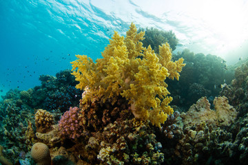Fototapeta na wymiar Beautiful coral reef with sealife